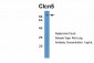 Clcn5 antibody - middle region
